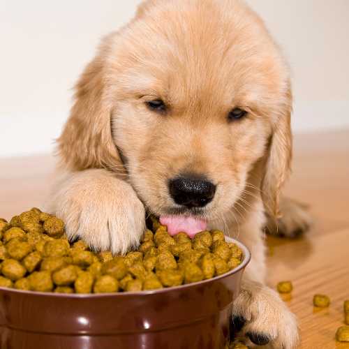 fin du sevrage alimentaire chez le chiot