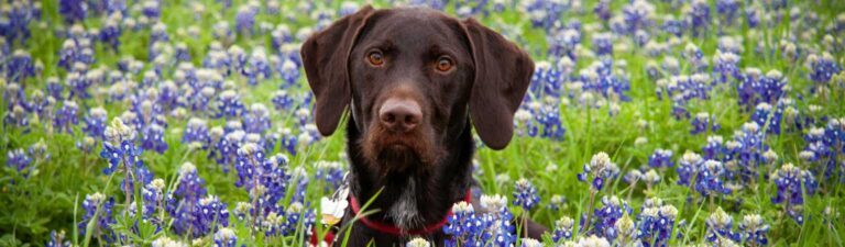 fleurs de bach pour chien
