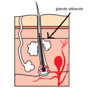 follicule pileux chat