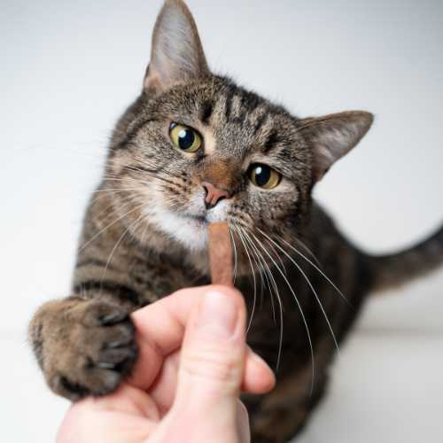 friandise à mâcher pour chat