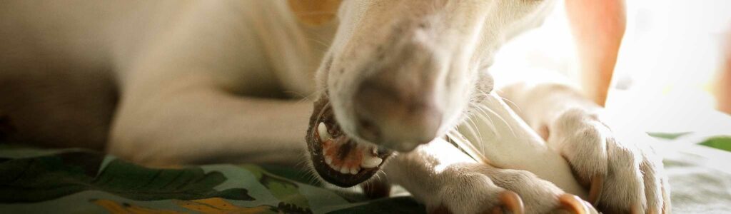 fromage de yak pour chien