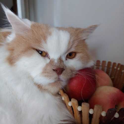 fruits comestibles chat