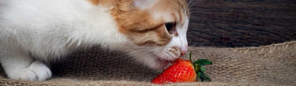 fruits toxiques chat