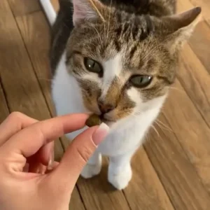 Friandises Hypoallergéniques – Chat Fungfeed