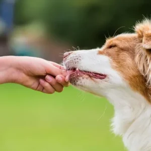 Friandises Hypoallergéniques - Chien Fungfeed