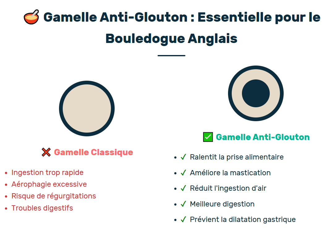 gamelle anti-glouton pour le bouledogue anglais