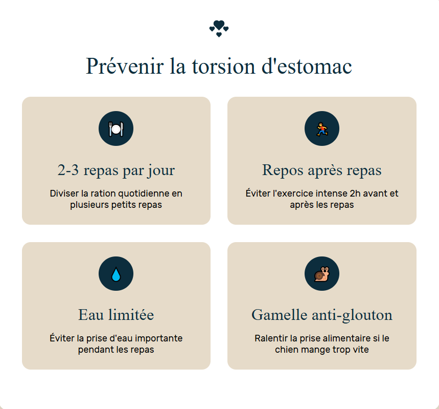 gestion alimentaire de la torsion d'estomac chez le beauceron