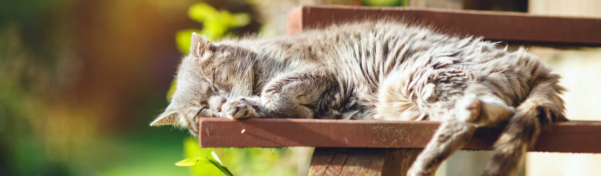 Arthrose du chat : Comment soulager les douleurs articulaires ?