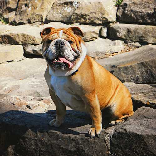 gestion du poids chez le bouledogue anglais grâce à l'alimentation