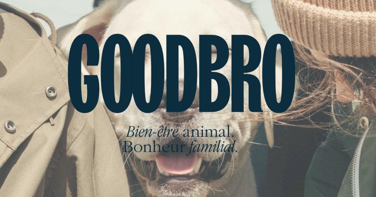 Mon chat mange sa litière risques et solutions