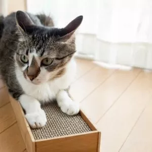 griffoir en carton pour chat