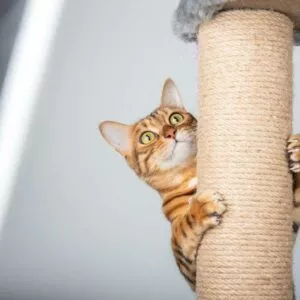 griffoir en corde pour chats sur un arbre à chats