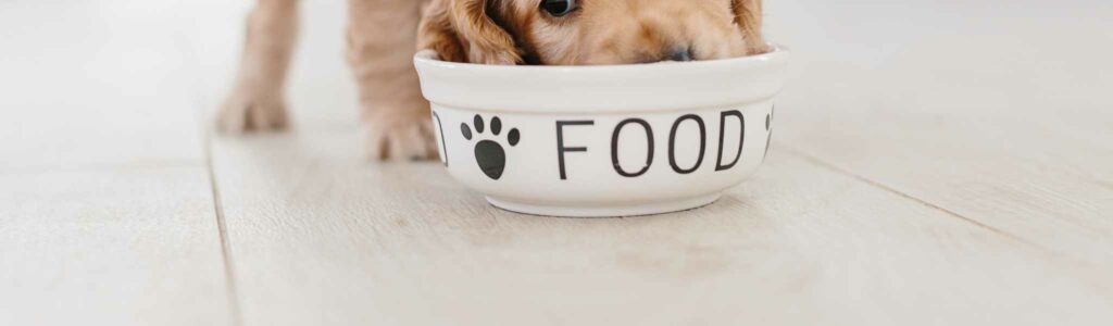 guide complet alimentation du chien
