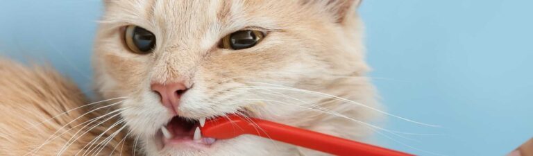 Guide complet dentition du chat : hygiène bucco-dentaire