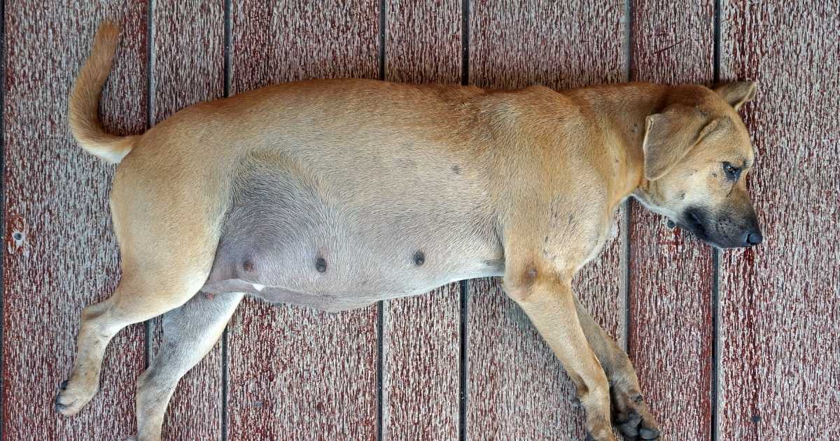 Gestation chien Absolument tout ce qu