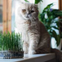 Herbe  A Chat Boule