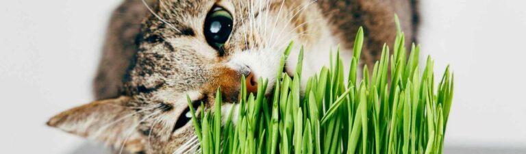 herbes à chats utilisations et bienfaits