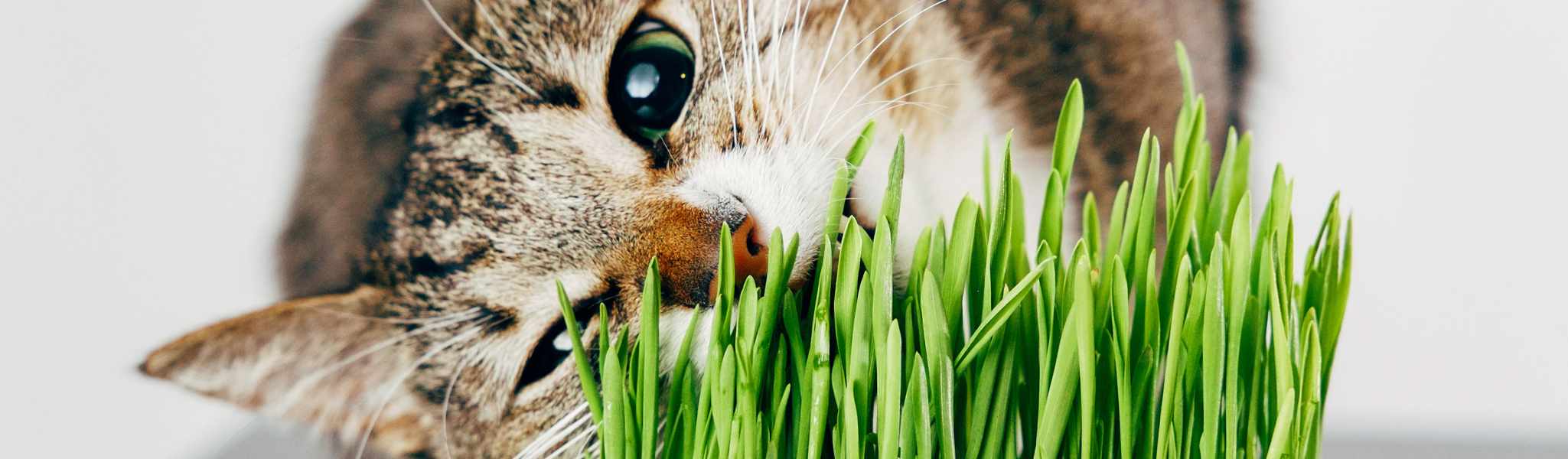 Herbe à chat : effets et besoins pour le chat