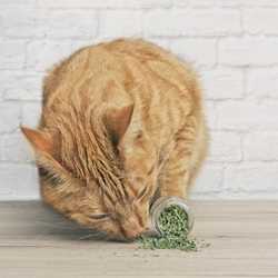 herbes aux chats (cataire) effets euphorisant et apaisant