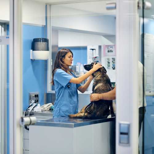 hospitalisation d'un chien suite à une intoxication à l'éthylène glycol