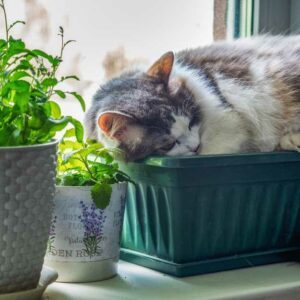 huile de chanvre soin naturel pour chat