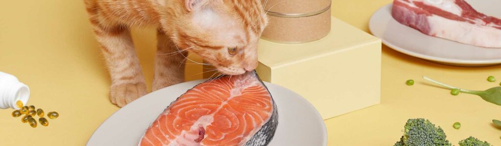 Huile de saumon pour chat