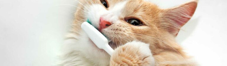 hygiène bucco-dentaire chat : brossage dentaire et alternatives