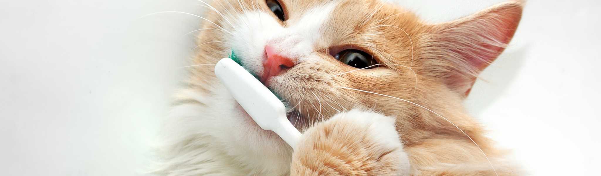 Hygiène bucco-dentaire chez le chat : Comment réussir à lui nettoyer les dents ?