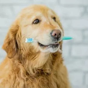 hygiène bucco-dentaire chez le chien