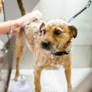hygiène chez le chien : prendre un bain