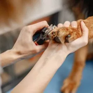 hygiène coupe de griffes chien