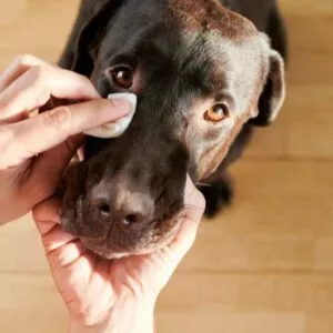 hygiène et soins des yeux chez le chien