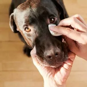 hygiène nettoyage oeil chien