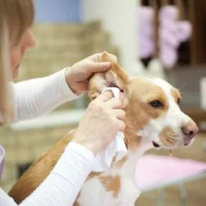 hygiène nettoyage oreilles chien