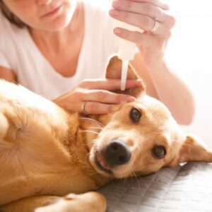 hygiène des oreilles chez le chien