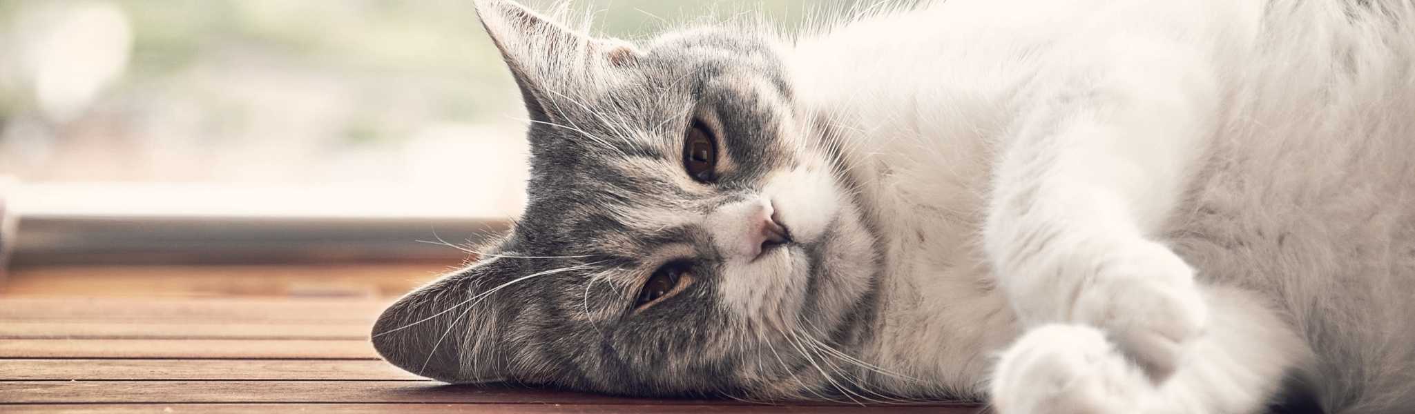 Hypothyroidie Du Chat Une Maladie Rare