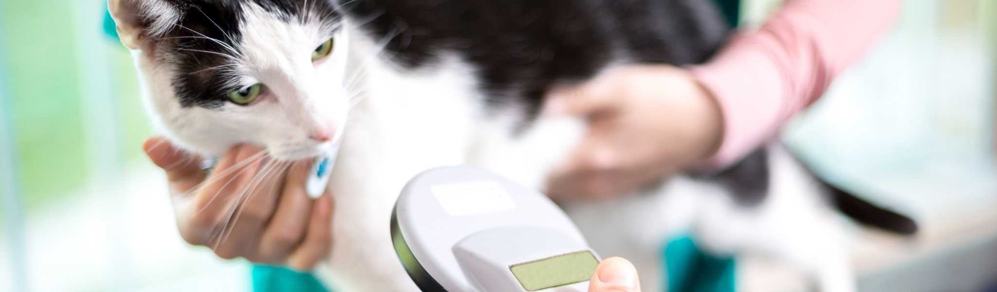 Identification du chat : tatouage vs puce électronique