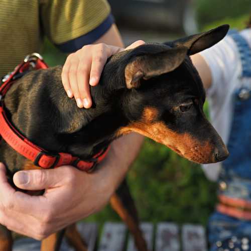 impact de l'alimentation sur la santé du pinscher nain