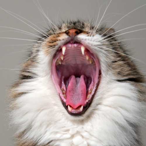 importance du brossage dentaire chez le chat