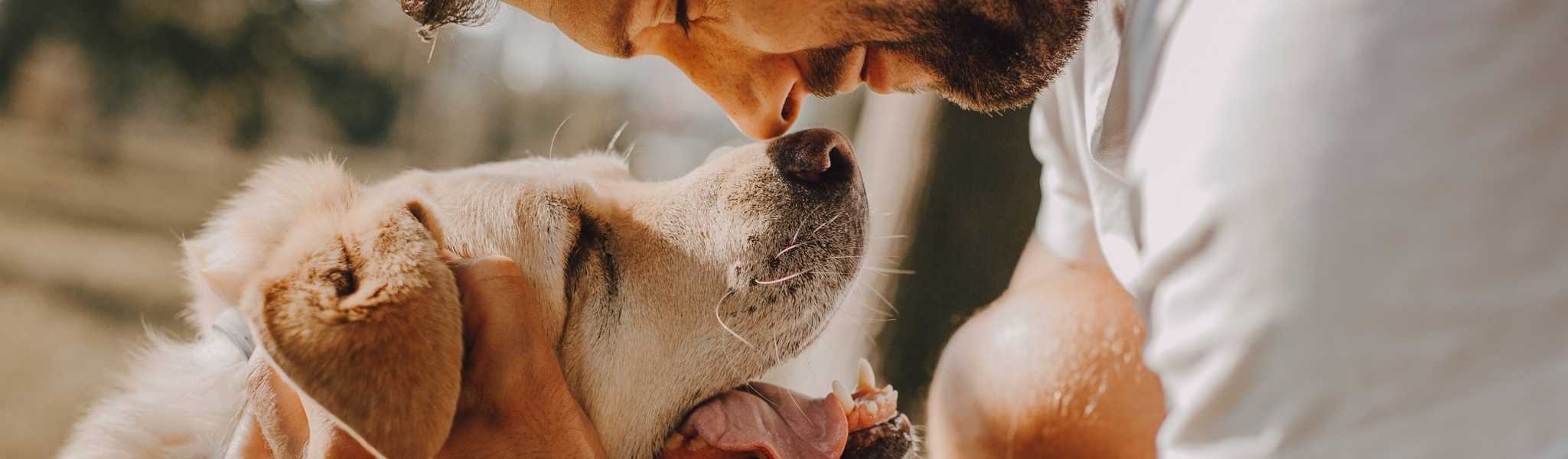 Insuffisance rénale du chien : causes, symptômes et prise en charge