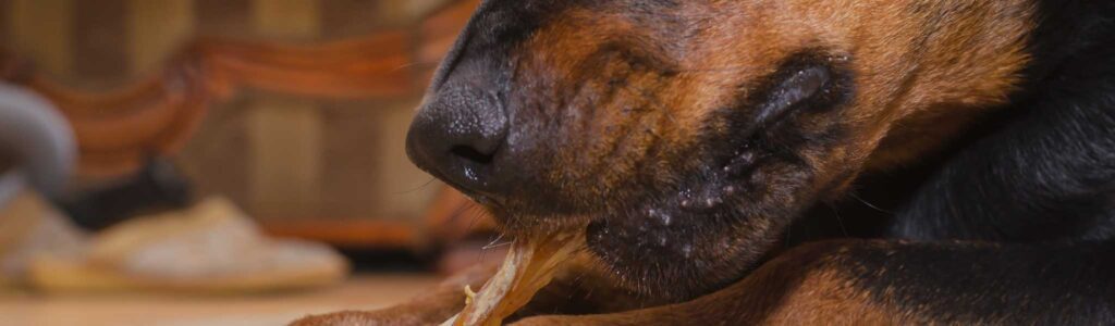 intérêt de donner de la peau de bœuf à son chien