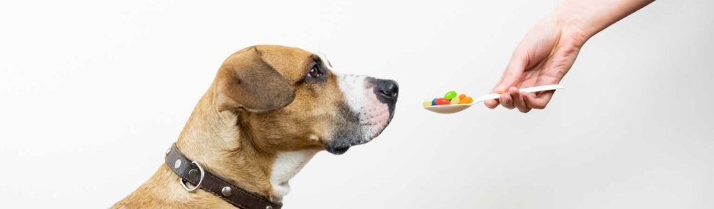 intérêt des probiotiques après un traitement antibiotique chez le chien