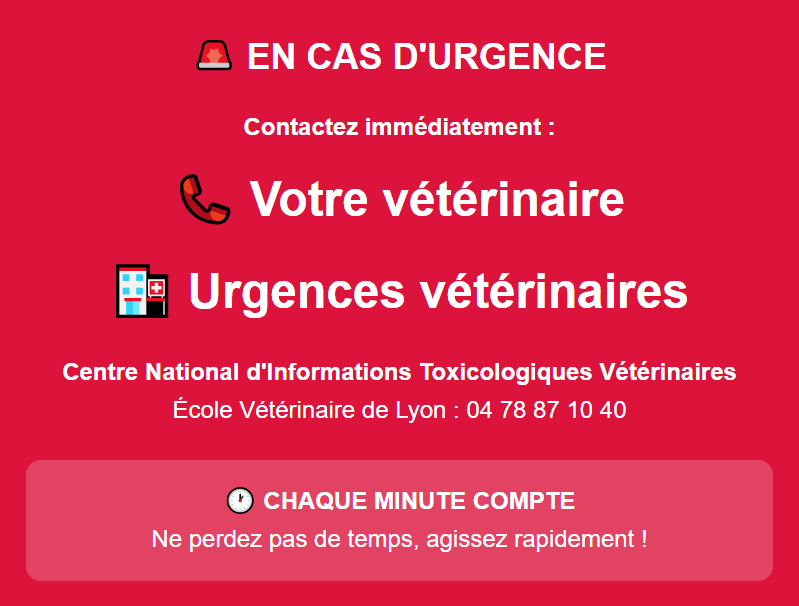 intoxication au chocolat chez le chien : contact d'urgence

