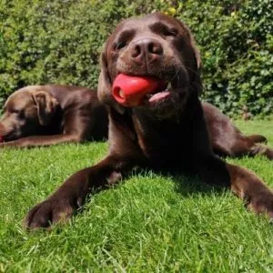 Exemple de jeu pour stimuler la prise alimentaire chez le chien : kong