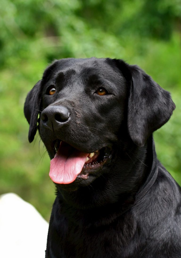 Labrador noir avec la langue qui pend en extérieur
