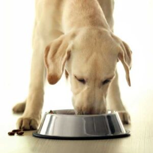 labrador qui mange de la nourriture