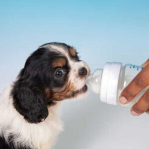 lait maternisé pour chiot