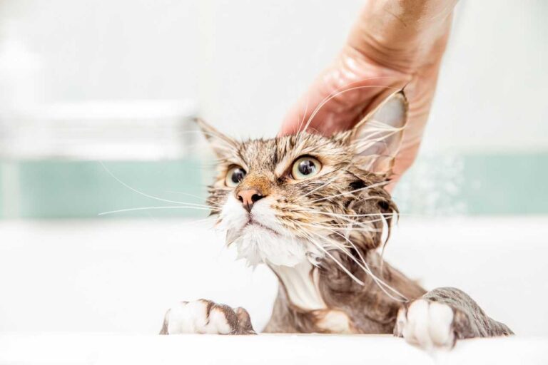 Laver son chat baignoire