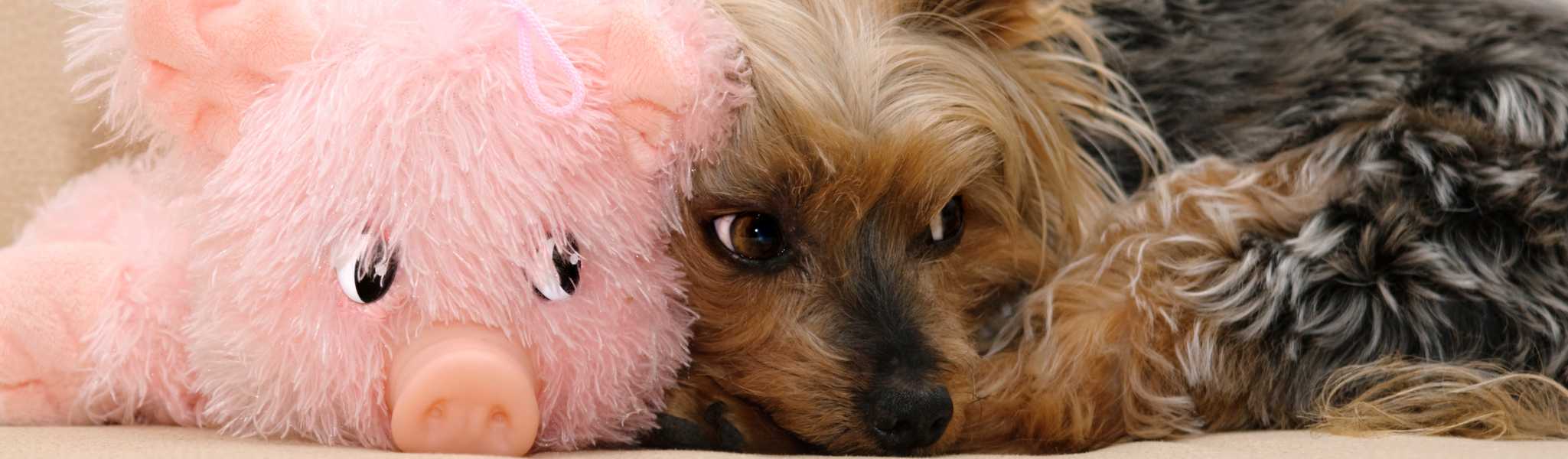 Les oreilles de porc pour chien sont-elles vraiment bonnes ? On vous dit tout !