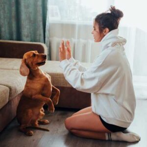 le sprat, une excellente friandise naturelle pour chien